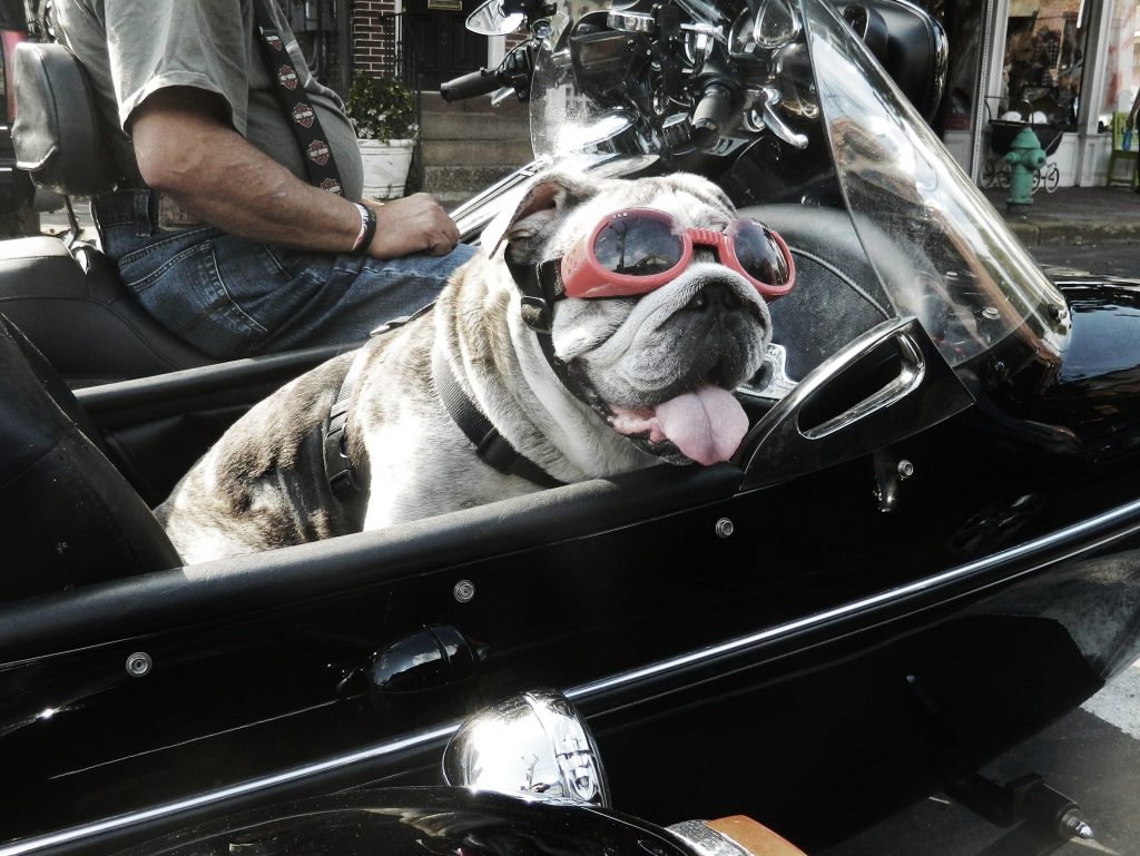 Can I take my dog on a motorcycle? EaziGrip & EaziGuard